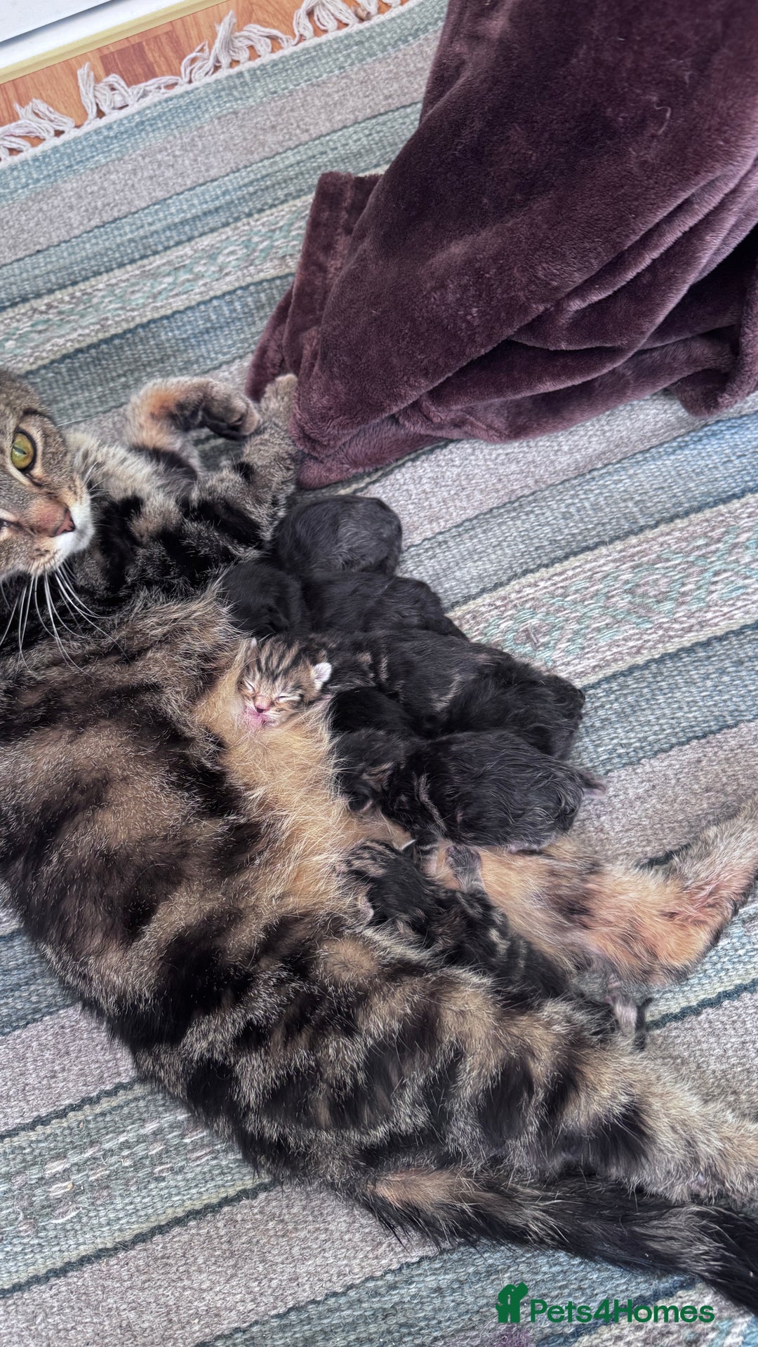 Mixed Breed cats for sale: READY NOW - 1/4 Maine Coon Kittens - Image 7