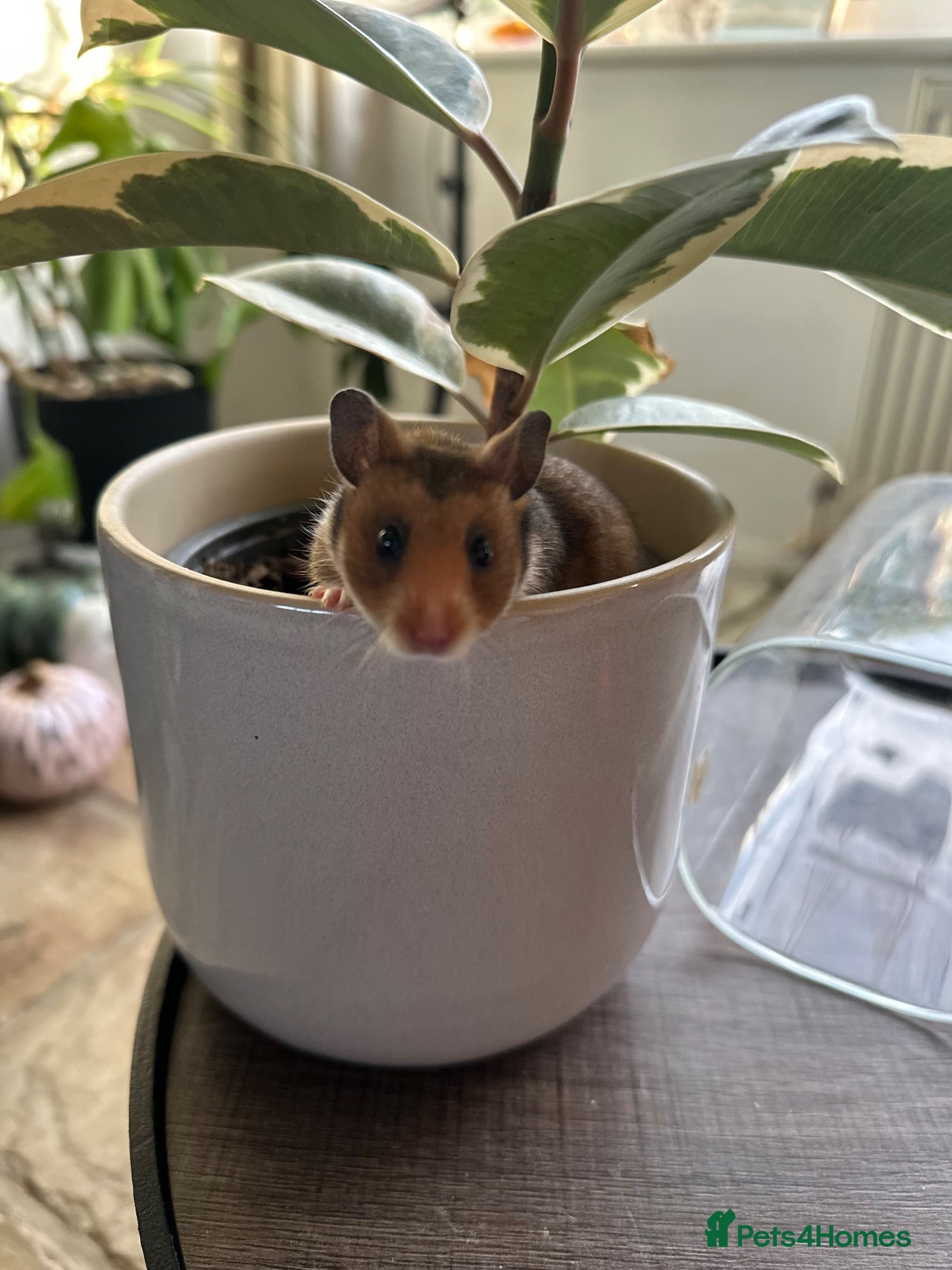 Hamster rodents Syrian hamster babies - Advert 1