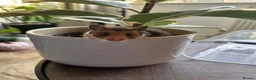 Hamster rodents for sale: Syrian hamster babies - Advert 15
