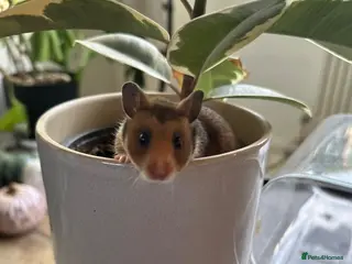 Hamster rodents Syrian hamster babies - Advert 1