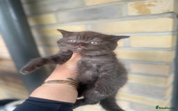 British Shorthair cats for sale: British rainbow shorthair kittens - Image 12