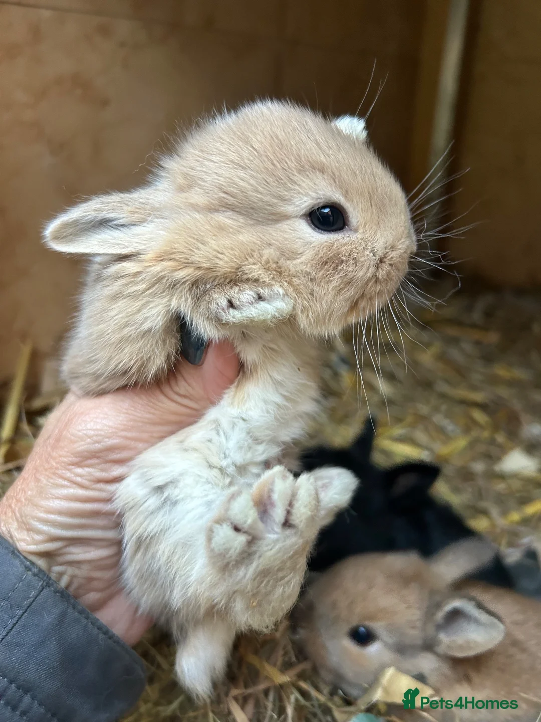 Mini Lop rabbits for sale: Beautiful super friendly mini Rex X mini lop babys - Advert 2