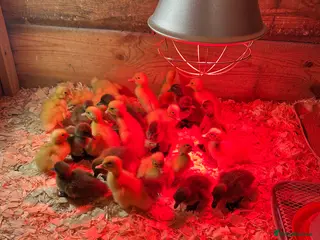 Ducks poultry White runners and khaki campbell unsexed - Advert 13