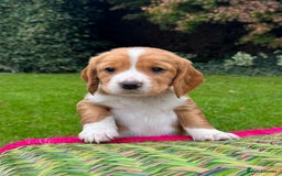 Cocker Spaniel dogs for sale: Stunning Working Cocker Spaniel Puppies - Image 5