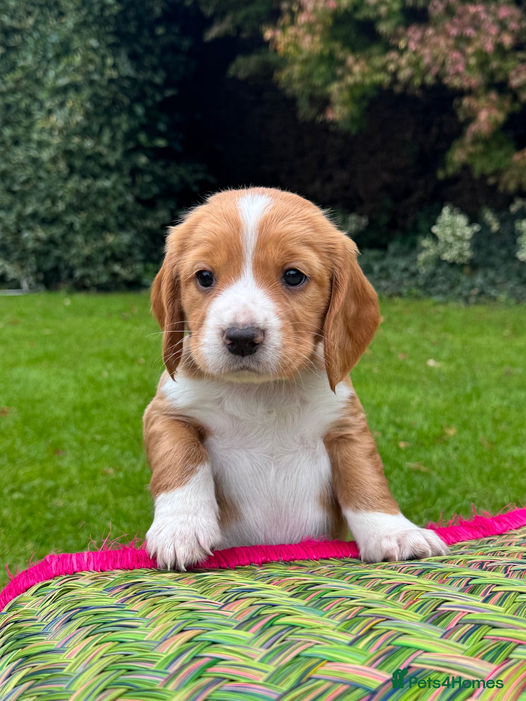 Cocker Spaniel dogs for sale: Stunning Working Cocker Spaniel Puppies - Image 5