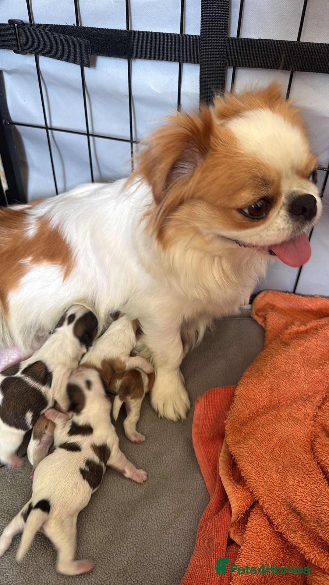 Mixed Breed dogs for sale: 4 beautiful little puppies chihuahua/shih tzu X - Advert 7