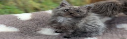 Maine Coon cats for sale: 3 Stunning Maine Coon Kittens  - Advert 13