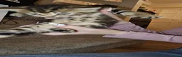 British Shorthair cats for sale: 5 male tabby kittens  - Advert 7
