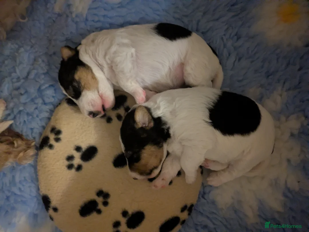 Fox Terrier dogs for sale: Beautiful KC litter of ( 3 boys )  in Wisbech - Advert 16