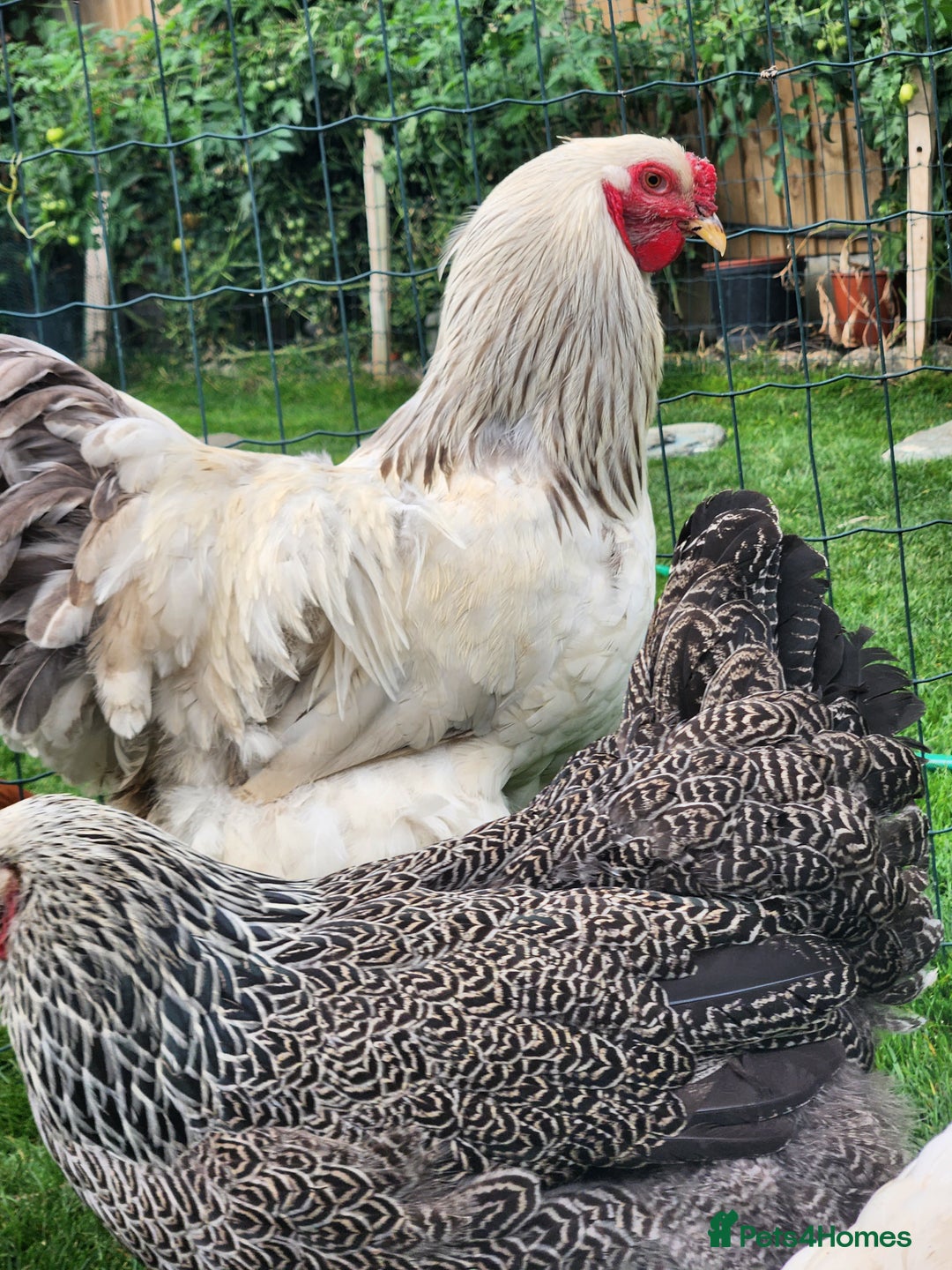 Chickens poultry for sale: Hatching eggs - Image 12