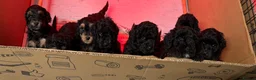 Cavapoo dogs for sale: Cavapoo Puppies  - Advert 11