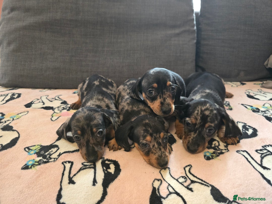Miniature Dachshund dogs for sale: 🐶miniature dachshund 🐶  in Preston - Image 5