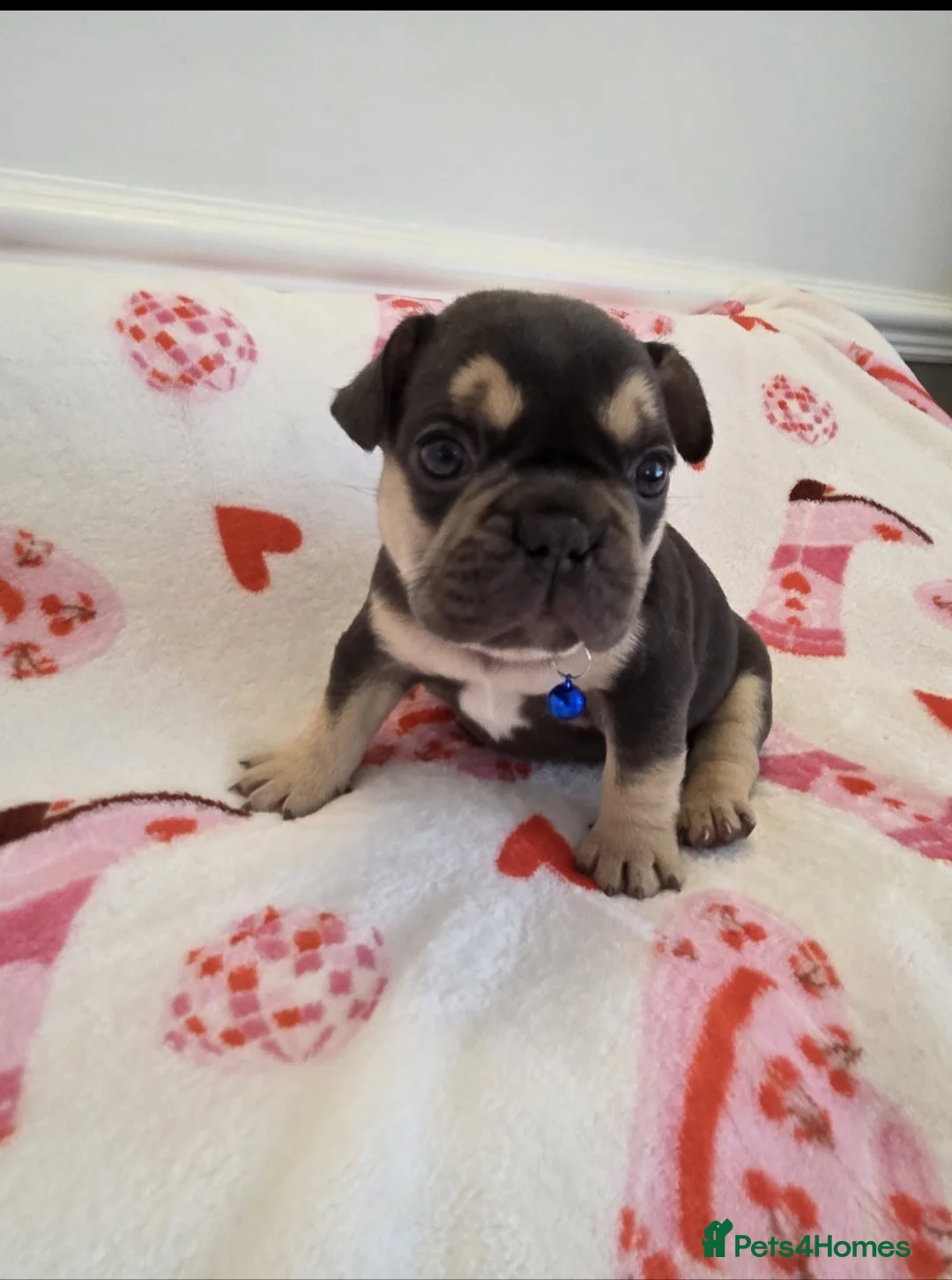 French Bulldog dogs for sale: Beautiful Frenchie puppies - Advert 29