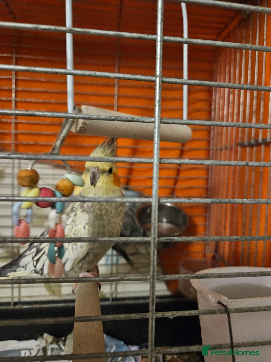Cockatiels birds for sale: Breeding pair Cockatiels - Image 3