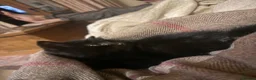 Mixed Breed cats for sale: 4 kittens for sale  - Advert 6