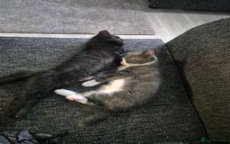 Domestic Shorthair cats for sale: 2 boys kittens  - Image 2
