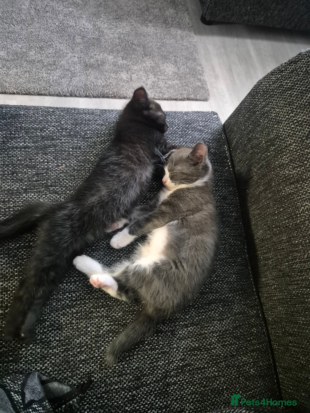 Domestic Shorthair cats for sale: 2 boys kittens  - Image 2