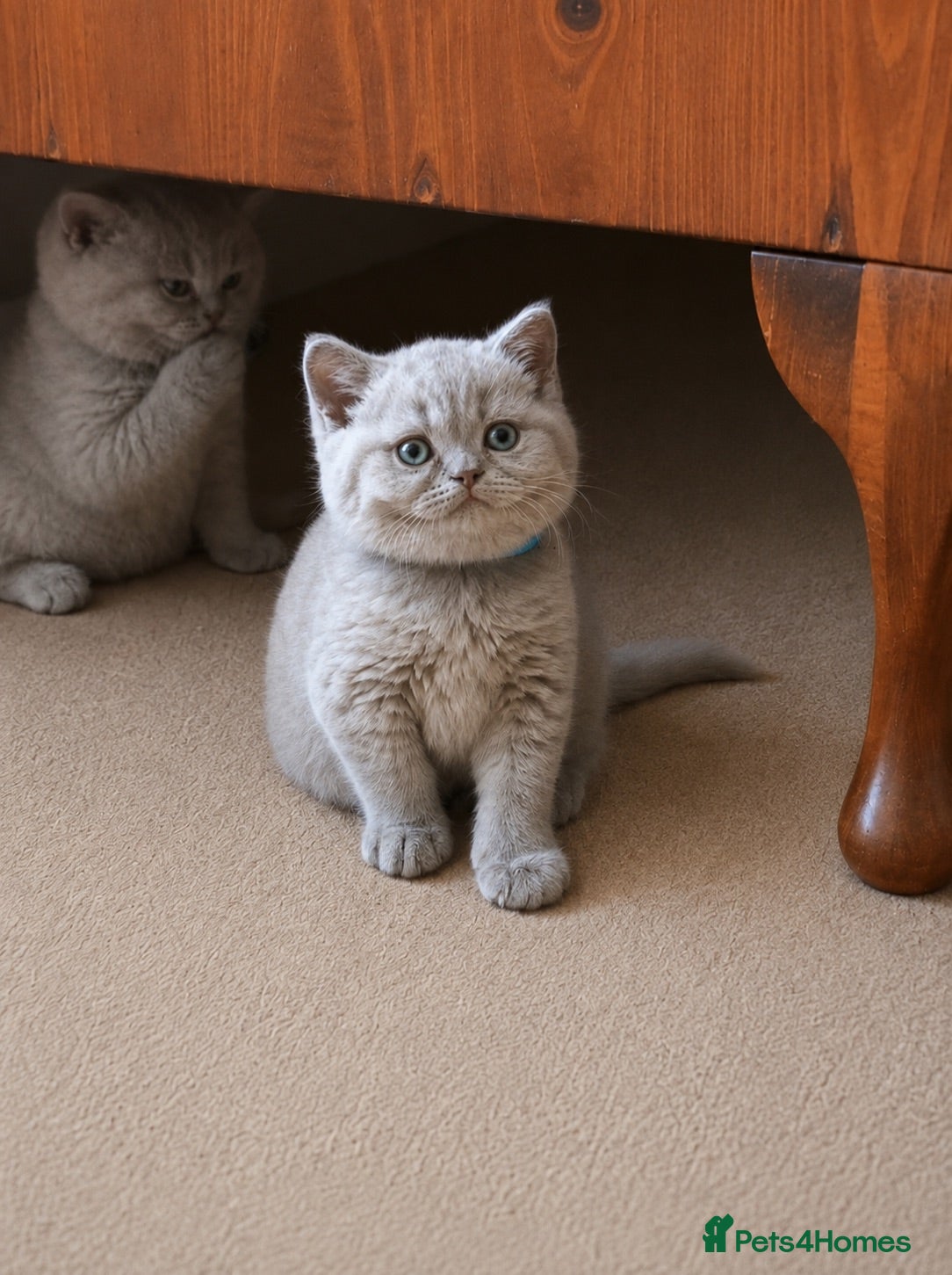 British Shorthair cats READY TO LEAVE- 1 male lilac BSH kitten left!!! - Advert 3