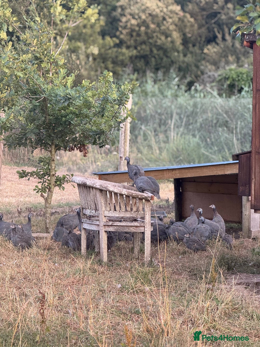 Mixed Breed birds for sale: Guinea Fowl for Sale  - Image 1