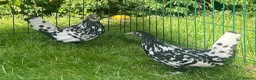 Chickens poultry for sale: Silver spangled Hamburg  - Advert 4