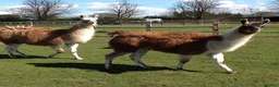 Llama livestock for sale: 4 female llamas in York - Advert 8