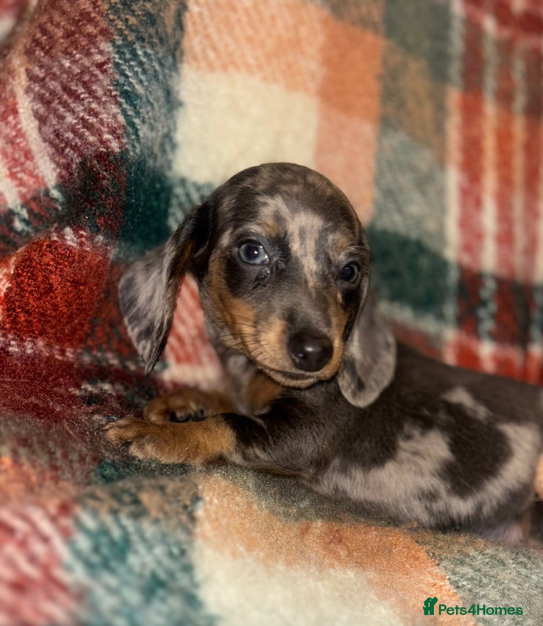 Miniature Dachshund dogs for sale: 🐶 beautiful tiny Dachshund puppies🐶 - Advert 14