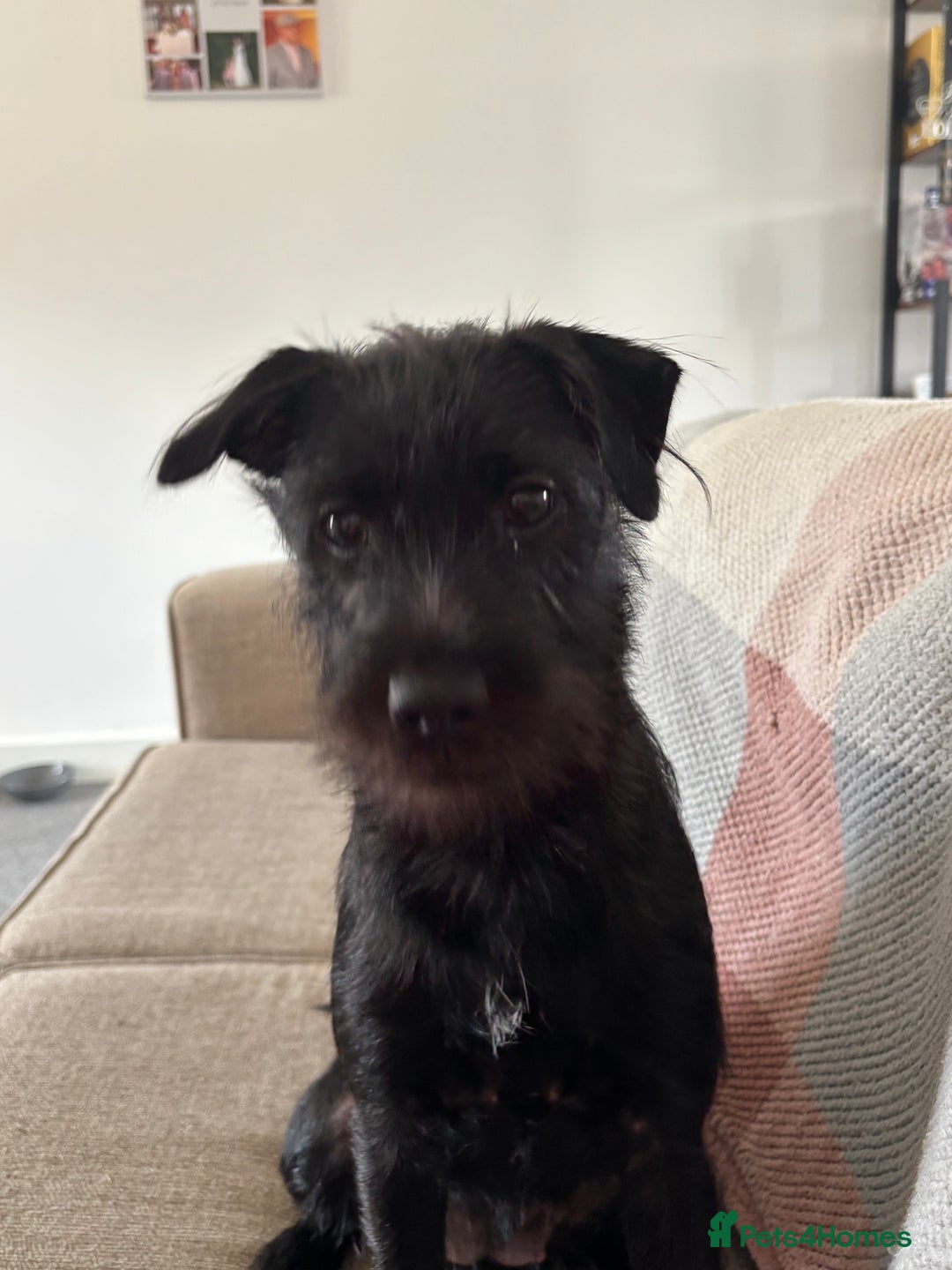 Patterdale Terrier dogs for sale: Patterdale terrier  - Image 5