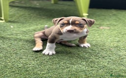 Mixed Breed dogs for sale: Bully pup male - Image 2