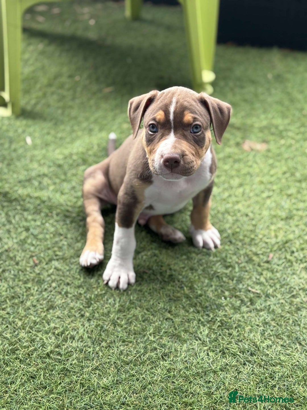 Mixed Breed dogs for sale: Bully pup male - Image 2