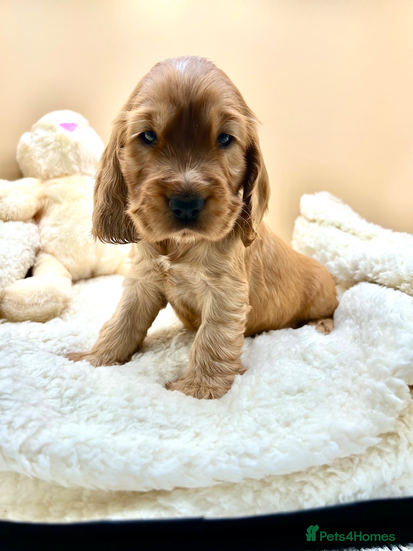 Cocker Spaniel dogs KC DNA CLEAR SHOW COCKER SPANIEL PUPPIES  - Advert 17