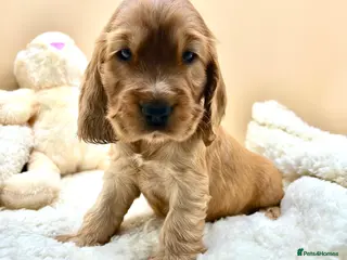 Cocker Spaniel dogs KC DNA CLEAR SHOW COCKER SPANIEL PUPPIES - Advert 17