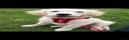 Golden Retriever dogs for stud: Golden retriever stud proven  - Advert 20