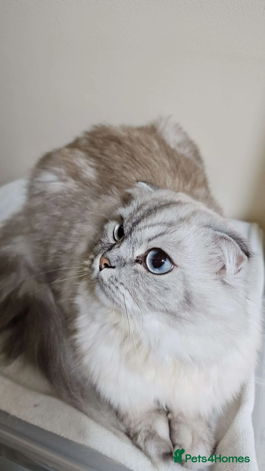 Scottish Fold cats for sale: Scottish fold and British shorthair  in London - Advert 5