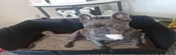 French Bulldog dogs for sale: Gorgeous French Bulldog puppies  in Crieff - Advert 10
