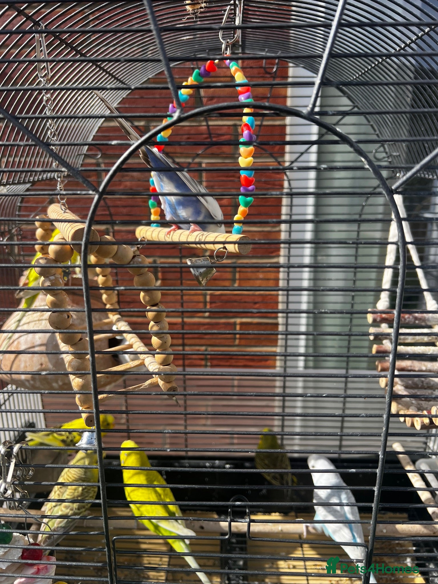 Budgerigars birds 6 Young healthy budgies for sale - Advert 2