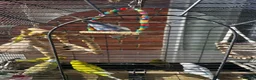 Budgerigars birds for sale: 6 Young healthy budgies for sale in Macclesfield - Advert 2