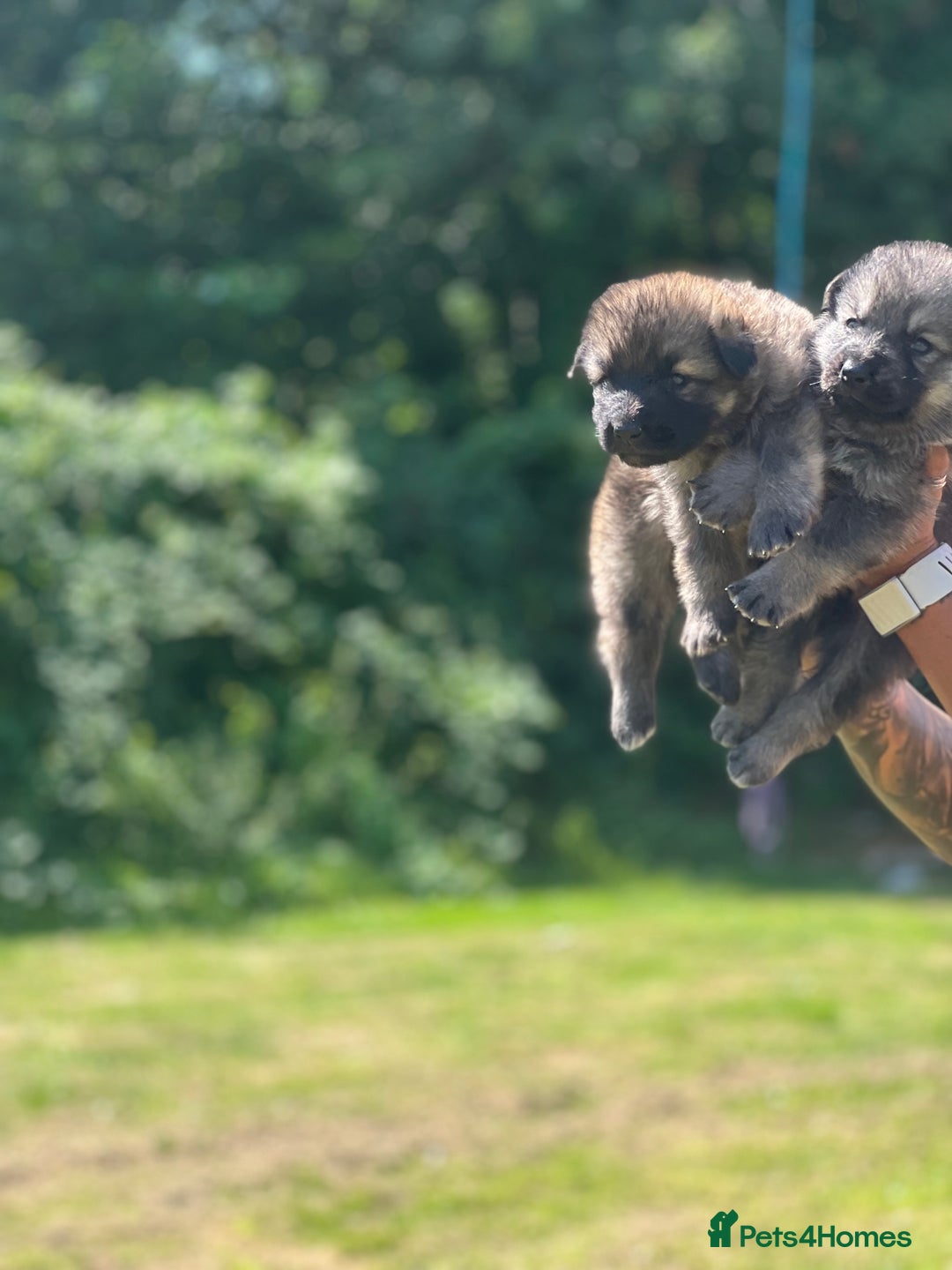 German Shepherd dogs for sale: ❤️KC HEALTH TESTED PARENTS ❤️ - Image 10