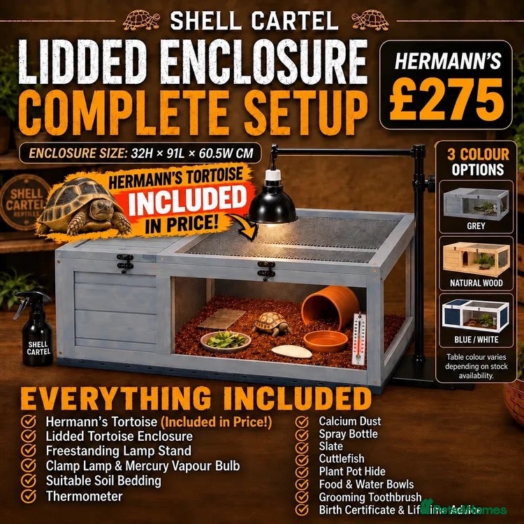 Tortoise reptiles for sale: BABY HERMANNS AND SET UPS - Advert 2