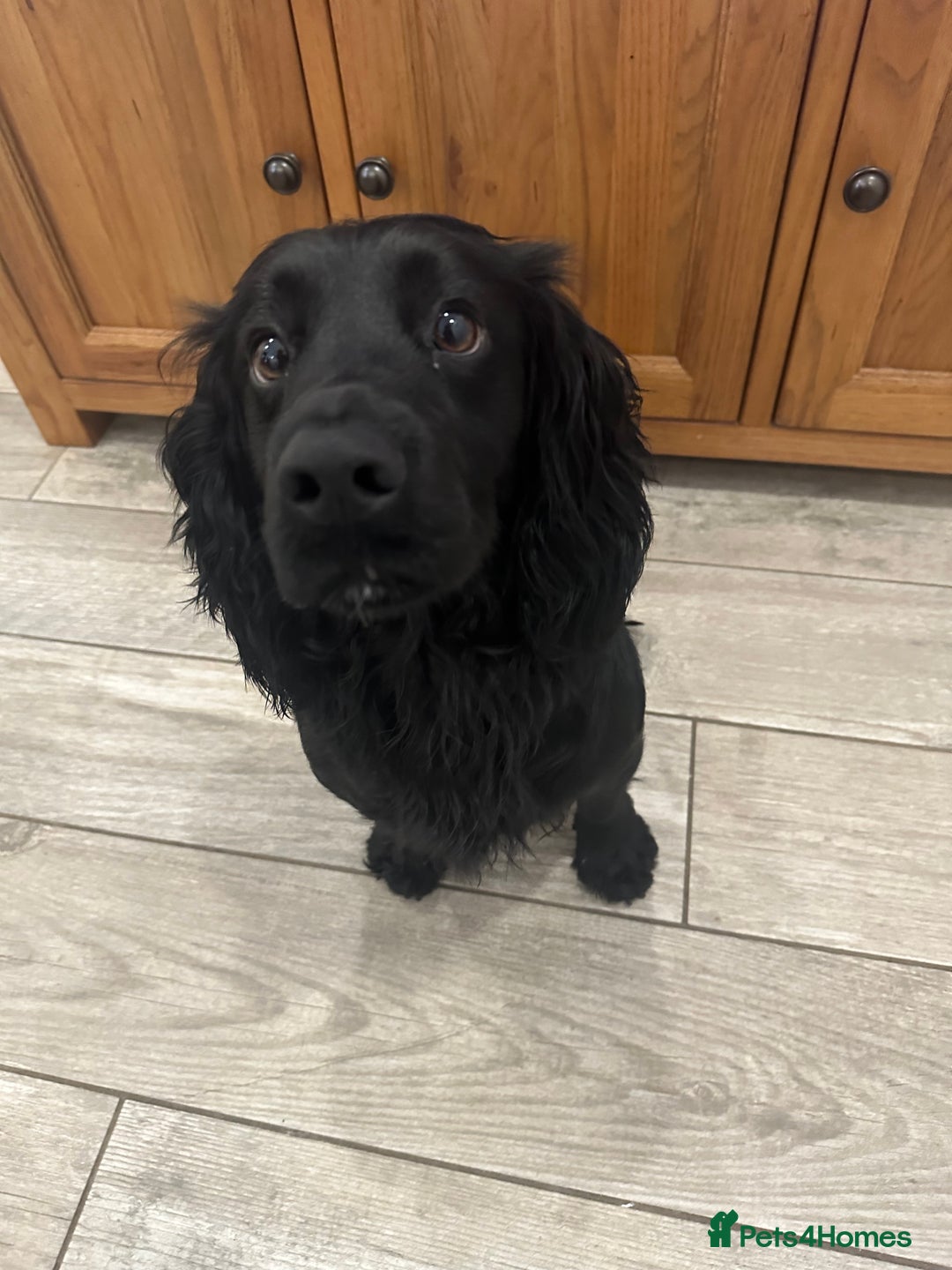 Cocker Spaniel dogs for stud: Fully Health Tested Black working cocker spaniel, in Larkhall - Advert 3