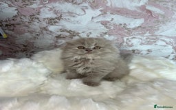 Scottish Fold cats for sale: 🐱TICA Scottish fold & Scottish straight kittens  - Image 2