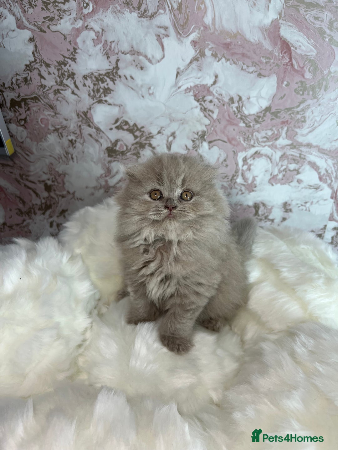 Scottish Fold cats for sale: 🐱TICA Scottish fold & Scottish straight kittens  - Image 2