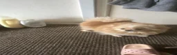 Pomeranian dogs for sale: white/cream pom pups  - Advert 3