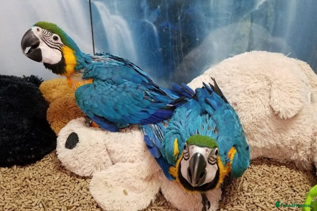 Parrots birds for sale: Macaw blue and gold  - Advert 1
