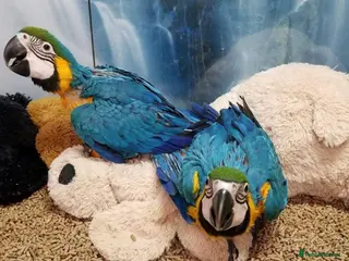 Parrots birds Macaw blue and gold - Advert 1