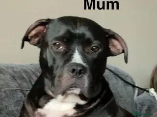 Mixed Breed dogs Staff x presa Canario pups - Advert 10