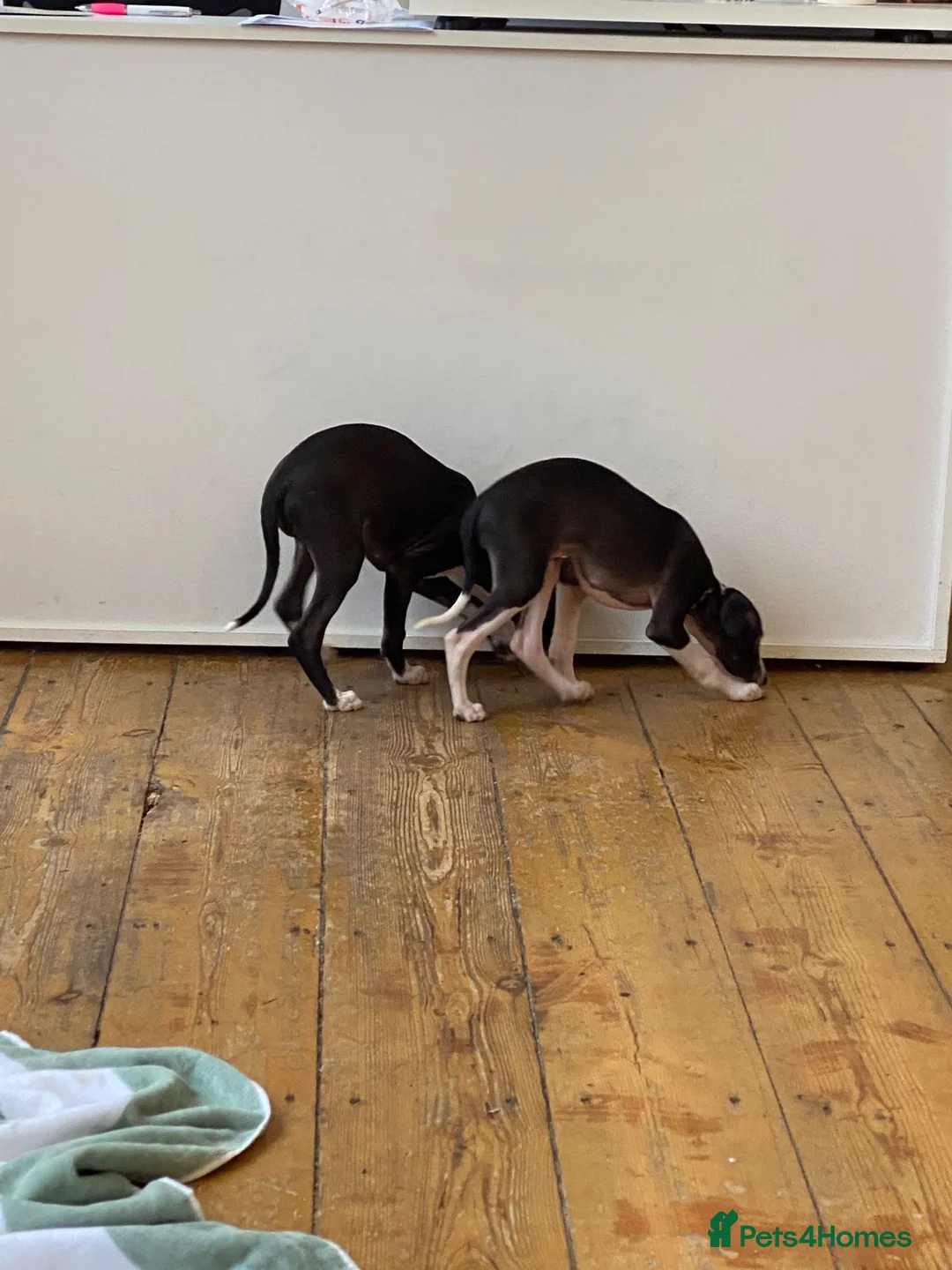 Italian Greyhound dogs for sale: 2 beautiful boy Iggys looking for their new home - Advert 5