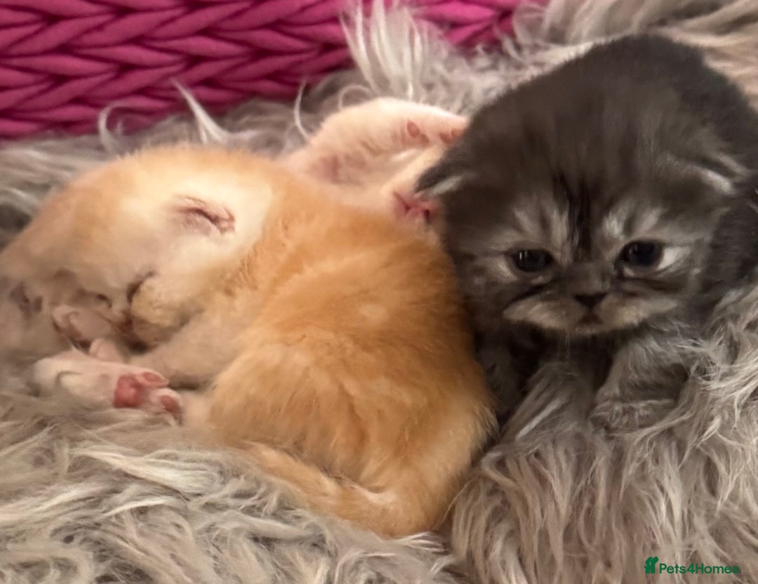 Exotic cats for sale: Superb Exotic Chinchilla kittens - Health tested  - Image 17