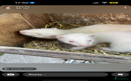Ferret rodents for sale: 2 albino female ferrets - Image 2