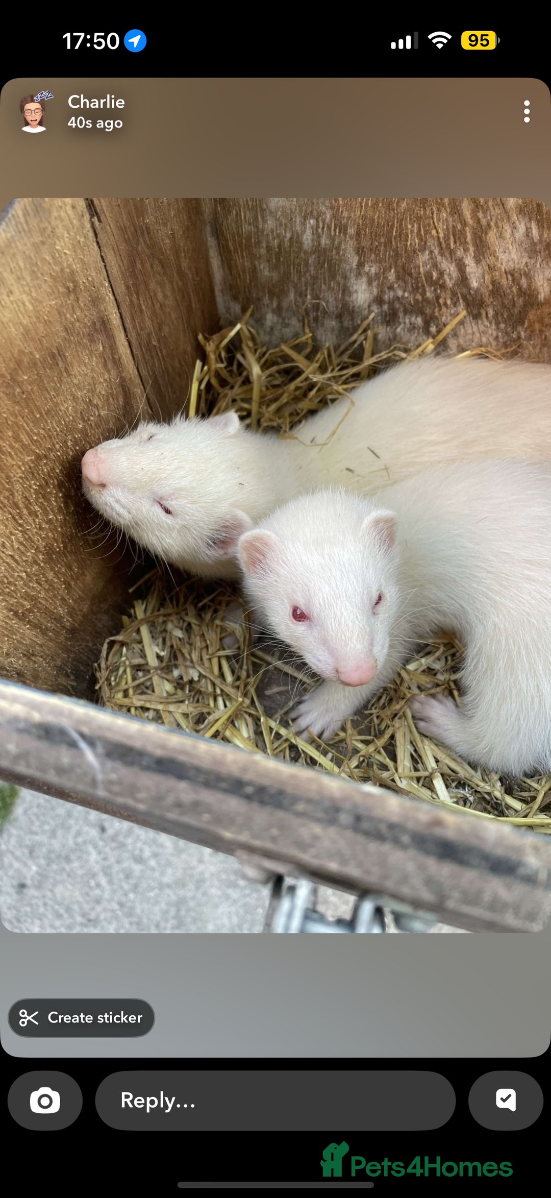 Ferret rodents for sale: 2 albino female ferrets - Image 2