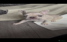 French Bulldog dogs for sale: Pedigree french bulldogs  - Image 1